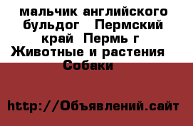 мальчик английского бульдог - Пермский край, Пермь г. Животные и растения » Собаки   